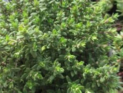 Echter Thymian / Thymus Vulgaris Im 12 Cm Topf