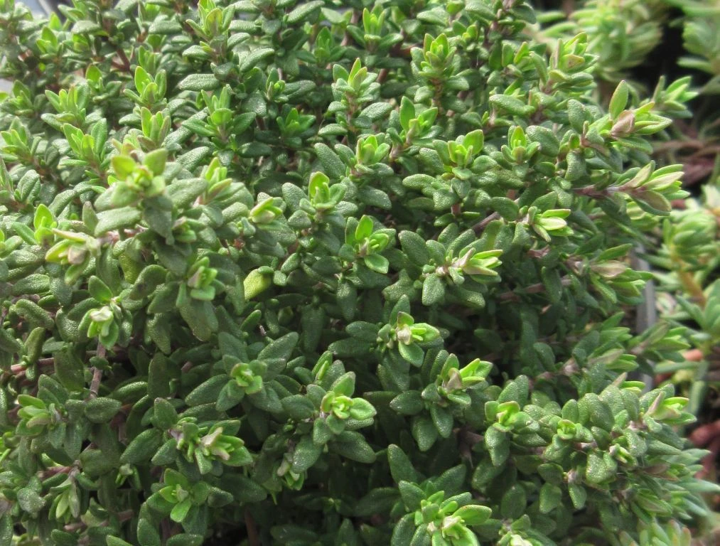 Echter Thymian / Thymus vulgaris im 12 cm Topf Echter Thymian / Thymus Vulgaris Im 12 Cm Topf -Wfw Wasserflora ST7060wf 1 1