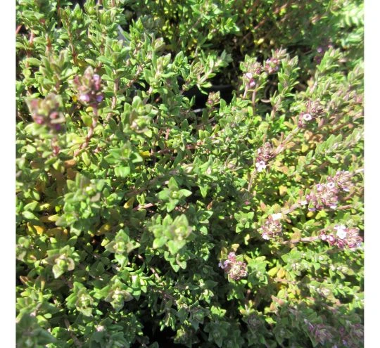Echter Thymian / Thymus vulgaris im 12 cm Topf Echter Thymian / Thymus Vulgaris Im 12 Cm Topf -Wfw Wasserflora ST7060wf 1 2