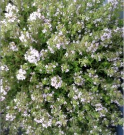 Feld-Thymian / Thymus Serpyllum Im 12 Cm Topf