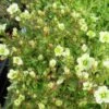 Weißes Moos Steinbrech / Saxifraga Arendsii Weiß Im 13 Cm Topf 1 Weißes Moos Steinbrech / Saxifraga Arendsii Weiß Im 13 Cm Topf -Wfw Wasserflora ST7080wf 1 1