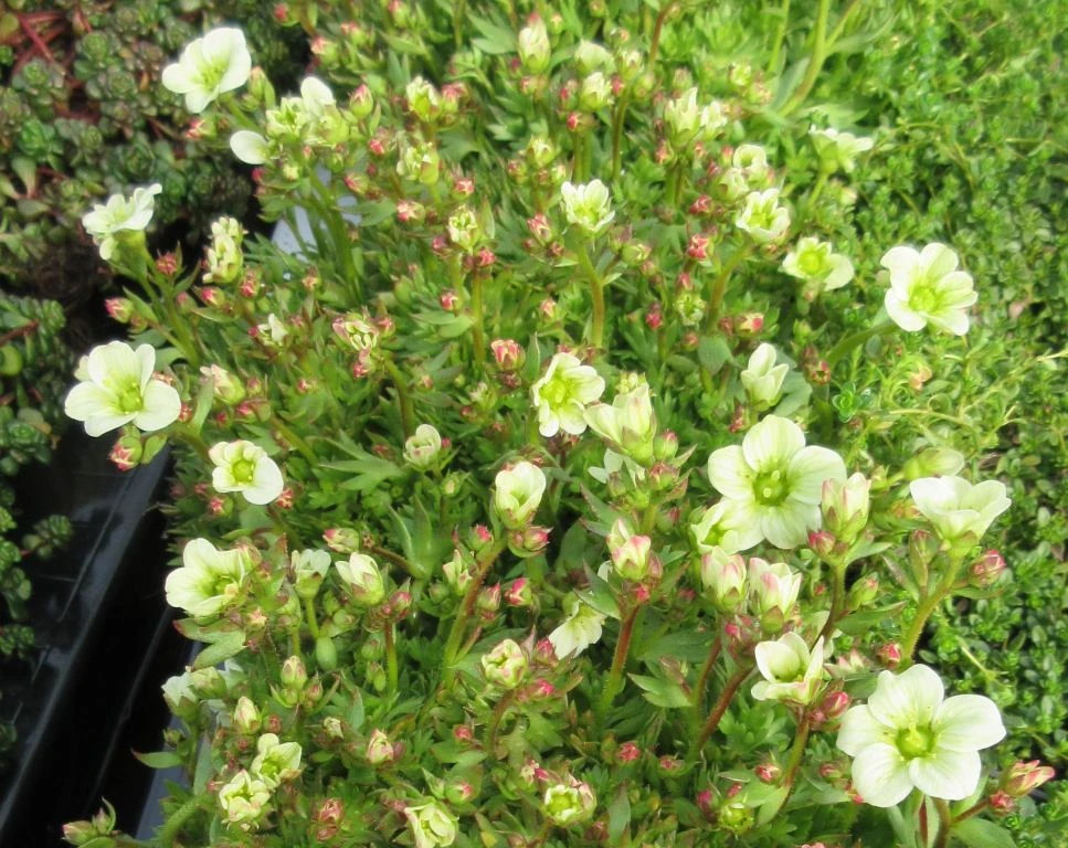 Weißes Moos Steinbrech / Saxifraga arendsii weiß im 13 cm Topf Weißes Moos Steinbrech / Saxifraga Arendsii Weiß Im 13 Cm Topf -Wfw Wasserflora ST7080wf 1 1