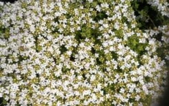 Weißer Polsterthymian / Thymus Praecox Albiflorus Im 12 Cm Topf