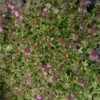 Polsterthymian / Thymus Praecox Im 12 Cm Topf 2 Polsterthymian / Thymus Praecox Im 12 Cm Topf -Wfw Wasserflora ST7100wf 1 1