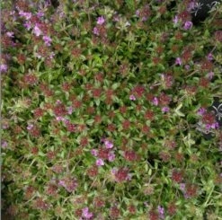 Polsterthymian / Thymus Praecox Im 12 Cm Topf