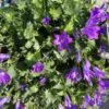 Dalmatiner Glockenblume / Campanula Portenschlagiana Im 13 Cm Topf -Wfw Wasserflora ST7110wf 1 1
