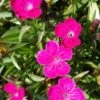 Heidenelke / Dianthus Deltoides Im 13 Cm Topf -Wfw Wasserflora ST7120wf 1 1