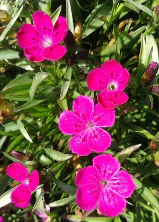 Heidenelke / Dianthus deltoides im 13 cm Topf Heidenelke / Dianthus Deltoides Im 13 Cm Topf -Wfw Wasserflora ST7120wf 1 1