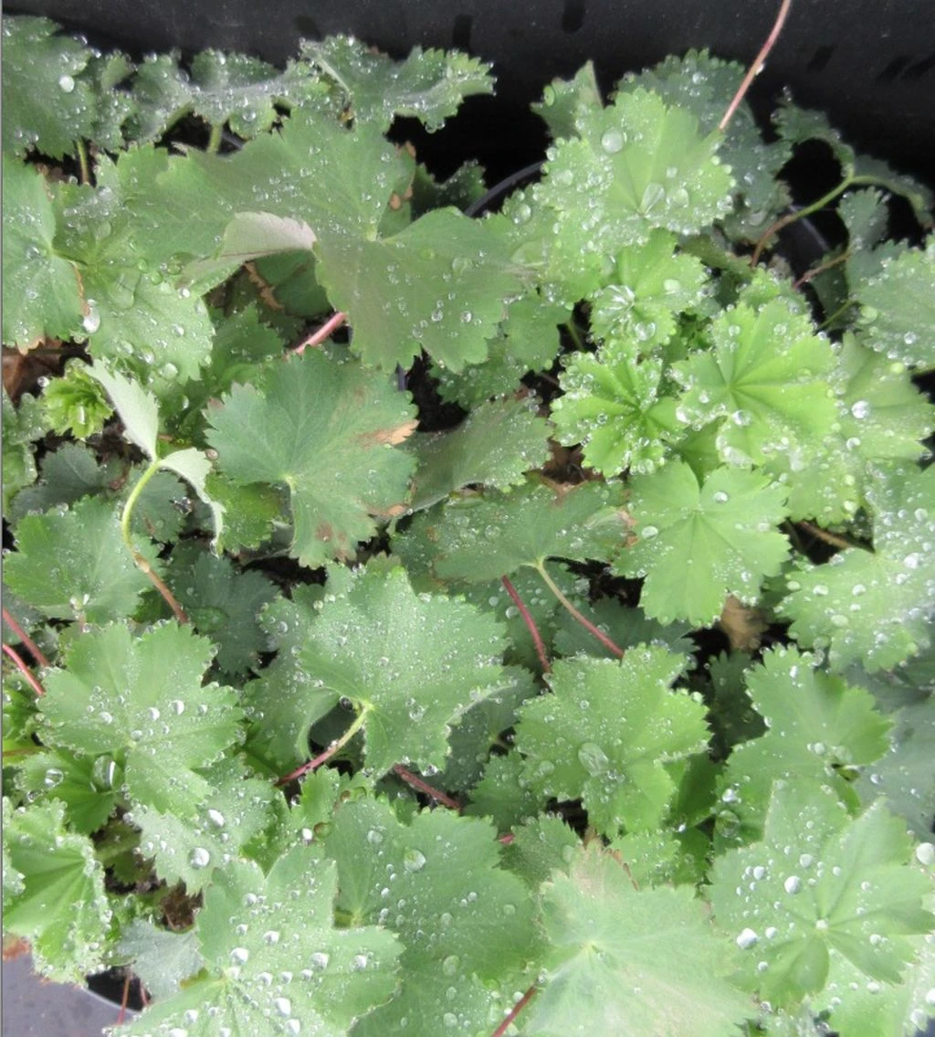 Gewöhnlicher Frauenmantel / Alchemilla xanthochlora im 13 cm Topf Gewöhnlicher Frauenmantel / Alchemilla Xanthochlora Im 13 Cm Topf -Wfw Wasserflora ST7130wf 1 1