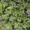 Silver Queen Thymian / Thymus X Citriodorus 'Silver Queen' Im 12 Cm Topf -Wfw Wasserflora ST7170wf 1 1