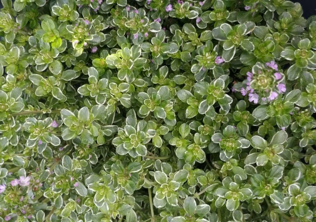 Silver Queen Thymian / Thymus x citriodorus 'Silver Queen' im 12 cm Topf Silver Queen Thymian / Thymus X Citriodorus 'Silver Queen' Im 12 Cm Topf -Wfw Wasserflora ST7170wf 1 1