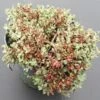 Teppich Fettblatt / Sedum Im 13 Cm Topf 2 Teppich Fettblatt / Sedum Im 13 Cm Topf -Wfw Wasserflora ST7180wf 1 1