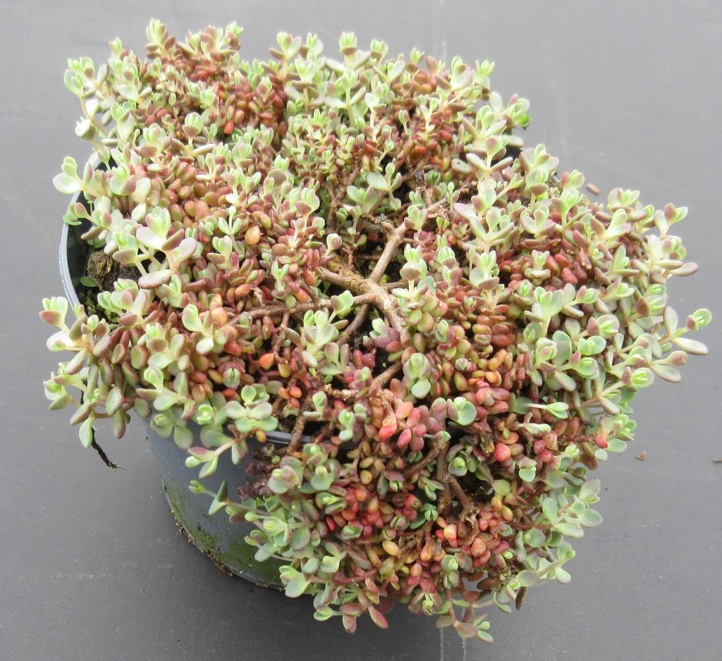 Teppich Fettblatt / Sedum im 13 cm Topf Teppich Fettblatt / Sedum Im 13 Cm Topf -Wfw Wasserflora ST7180wf 1 1