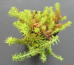 Sibirische Fetthenne 'Lemon Ball' / Sedum Im 13 Cm Topf