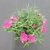 Gartennelke / Dianthus Caryophyllus Im 13 Cm Topf 1 Gartennelke / Dianthus Caryophyllus Im 13 Cm Topf -Wfw Wasserflora ST7210wf 1 1