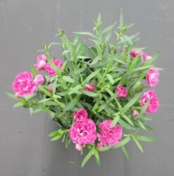 Gartennelke / Dianthus Caryophyllus Im 13 Cm Topf