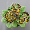 Garten-Schlüsselblume 'Mister Gold Lace' / Primula Elatior 'Mister Gold Lace' Im 13 Cm Topf 1 Garten-Schlüsselblume 'Mister Gold Lace' / Primula Elatior 'Mister Gold Lace' Im 13 Cm Topf -Wfw Wasserflora ST7220wf 1 1