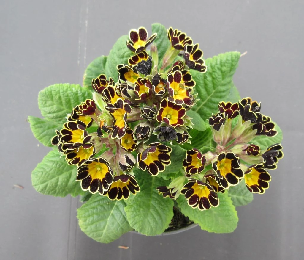 Garten-Schlüsselblume 'Mister Gold Lace' / Primula elatior 'Mister Gold Lace' im 13 cm Topf Garten-Schlüsselblume 'Mister Gold Lace' / Primula Elatior 'Mister Gold Lace' Im 13 Cm Topf -Wfw Wasserflora ST7220wf 1 1