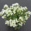 Kaukasische Gänsekresse / Arabis Caucasica Im 13 Cm Topf 1 Kaukasische Gänsekresse / Arabis Caucasica Im 13 Cm Topf -Wfw Wasserflora ST7230wf 1 1
