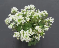 Kaukasische Gänsekresse / Arabis Caucasica Im 13 Cm Topf