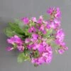 Wimpernblättrige Gänsekresse / Arabis Blepharophylla Im 13 Cm Topf -Wfw Wasserflora ST7240wf 1 1