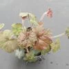 Purpurglöckchen / Heuchera Im 13 Cm Topf -Wfw Wasserflora ST7260wf 1 1
