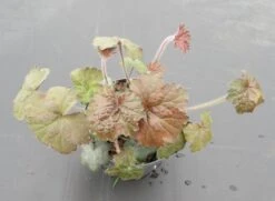 Purpurglöckchen / Heuchera Im 13 Cm Topf