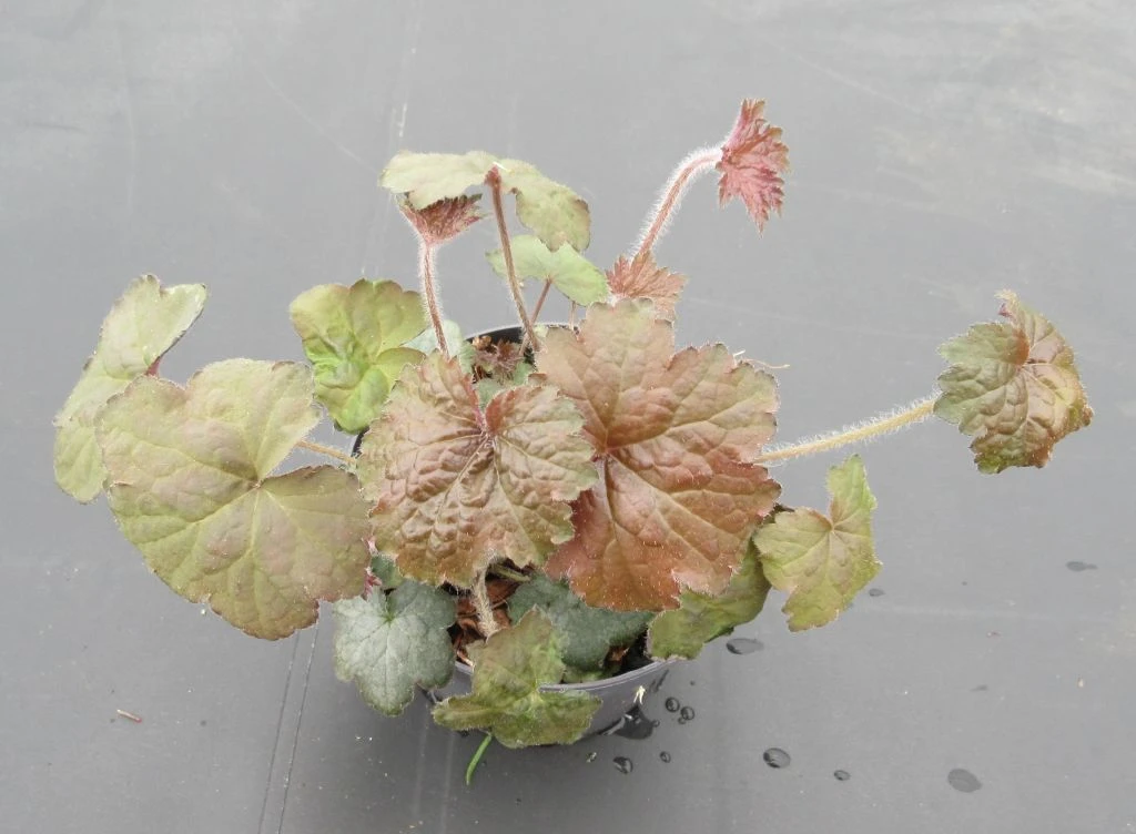 Purpurglöckchen / Heuchera im 13 cm Topf Purpurglöckchen / Heuchera Im 13 Cm Topf -Wfw Wasserflora ST7260wf 1 1