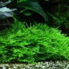 XL In-Vitro Stachelmoos / Taxiphyllum Spec. 'Spiky Moss', Moos -Wfw Wasserflora S DZ 1 1