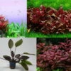 4 Töpfe Schöne Rote Wasserpflanzen - Aquariumpflanzen Set -Wfw Wasserflora S RT4 1 2