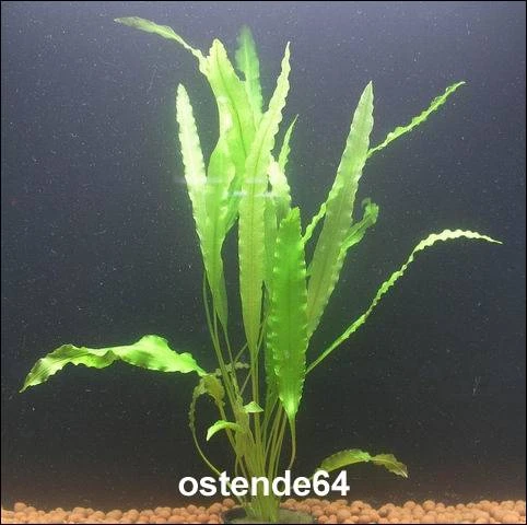 Krause Wasserähre / Aponogeton crispus Krause Wasserähre / Aponogeton Crispus -Wfw Wasserflora T009PP 1