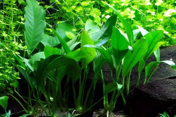 Anubias angustifolia afzelii / Kleine schmalblättrige Anubias Anubias Angustifolia Afzelii / Kleine Schmalblättrige Anubias -Wfw Wasserflora T013BL 1 1