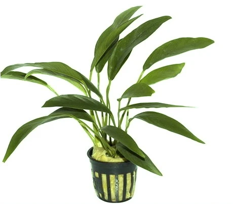 Anubias angustifolia afzelii / Kleine schmalblättrige Anubias Anubias Angustifolia Afzelii / Kleine Schmalblättrige Anubias -Wfw Wasserflora T013BL 1 2