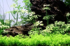 Kleiner Fluss-Hahnenfuß / Ranunculus Inundatus NEUHEIT -Wfw Wasserflora T022C T 1 6