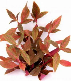NEU! Kleines Rosanerviges Papageienblatt / Alternanthera 'Rosanervig' - A. Reineckii ´Red Ruby´