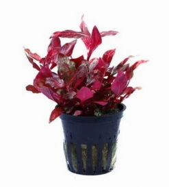 NEU! Kleines Rosanerviges Papageienblatt / Alternanthera 'Rosanervig' - A. Reineckii ´Red Ruby´ -Wfw Wasserflora T023D T 1 4