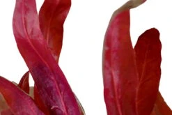 Rosablättriges Papageienblatt / Alternanthera Reineckii PINK Im Topf 3 Rosablättriges Papageienblatt / Alternanthera Reineckii PINK Im Topf -Wfw Wasserflora T023 T 1 2