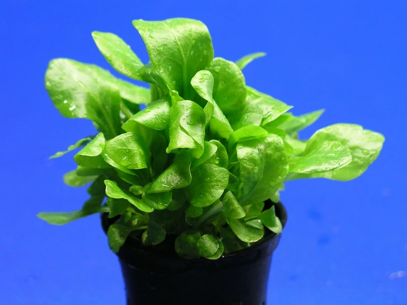 Salzbunge - Unterwasserfeldsalat / Samolus valerandi Salzbunge - Unterwasserfeldsalat / Samolus Valerandi -Wfw Wasserflora T026T 1 1