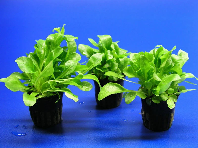 Salzbunge - Unterwasserfeldsalat / Samolus valerandi Salzbunge - Unterwasserfeldsalat / Samolus Valerandi -Wfw Wasserflora T026T 1 2