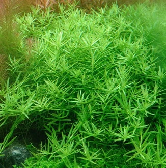Große grüne Rotala / Rotala species 'Green' Große Grüne Rotala / Rotala Species 'Green' -Wfw Wasserflora T033A T 1