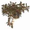 Rubinrote Ludwigie / Ludwigia Repens RUBIN Im Topf -Wfw Wasserflora T033D T 1 1