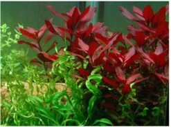 Rubinrote Ludwigie / Ludwigia Repens RUBIN Im Topf -Wfw Wasserflora T033D T 1 3