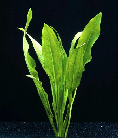 Schwarze Amazonas-Schwertpflanze / Echinodorus parviflorus - peruensis Schwarze Amazonas-Schwertpflanze / Echinodorus Parviflorus - Peruensis -Wfw Wasserflora T033PP 1 2