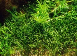 Mauritius-Graspflanze / Lilaeopsis Mauritiana Im Topf -Wfw Wasserflora T040B T 1 2