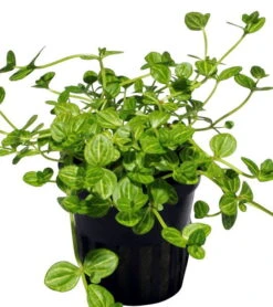 Rundblättriges Büchsenkraut WEISS-GRÜN Im Topf / Lindernia Rotundifolia 'Variegated'