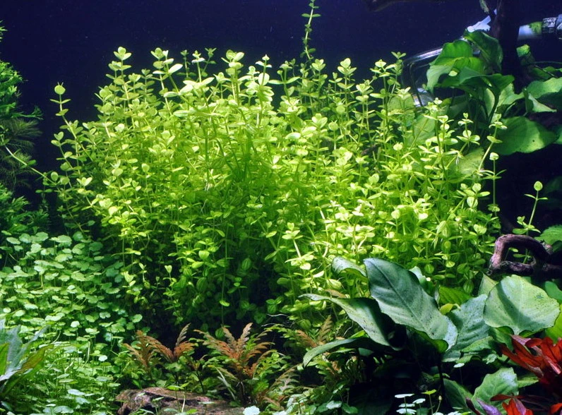 Rundblättriges Büchsenkraut WEISS-GRÜN im Topf / Lindernia rotundifolia 'Variegated' Rundblättriges Büchsenkraut WEISS-GRÜN Im Topf / Lindernia Rotundifolia 'Variegated' -Wfw Wasserflora T045T 1 3