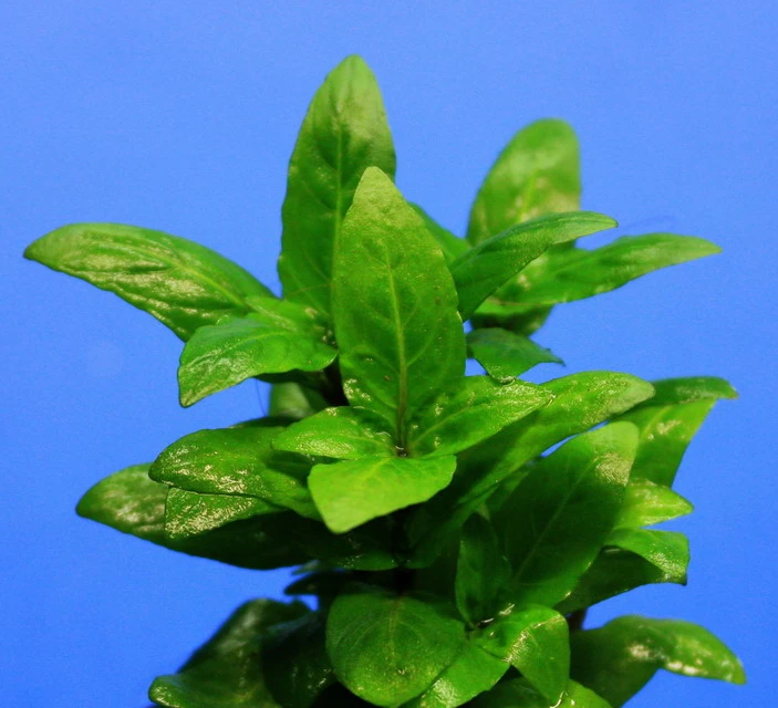 Kriechende Staurogyne / Staurogyne spec. Rio Cristalino *NEUHEIT* Kriechende Staurogyne / Staurogyne Spec. Rio Cristalino *NEUHEIT* -Wfw Wasserflora T049G T 1 1