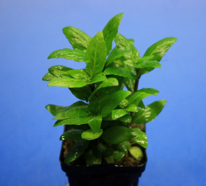 Kriechende Staurogyne / Staurogyne spec. Rio Cristalino *NEUHEIT* Kriechende Staurogyne / Staurogyne Spec. Rio Cristalino *NEUHEIT* -Wfw Wasserflora T049G T 1 2