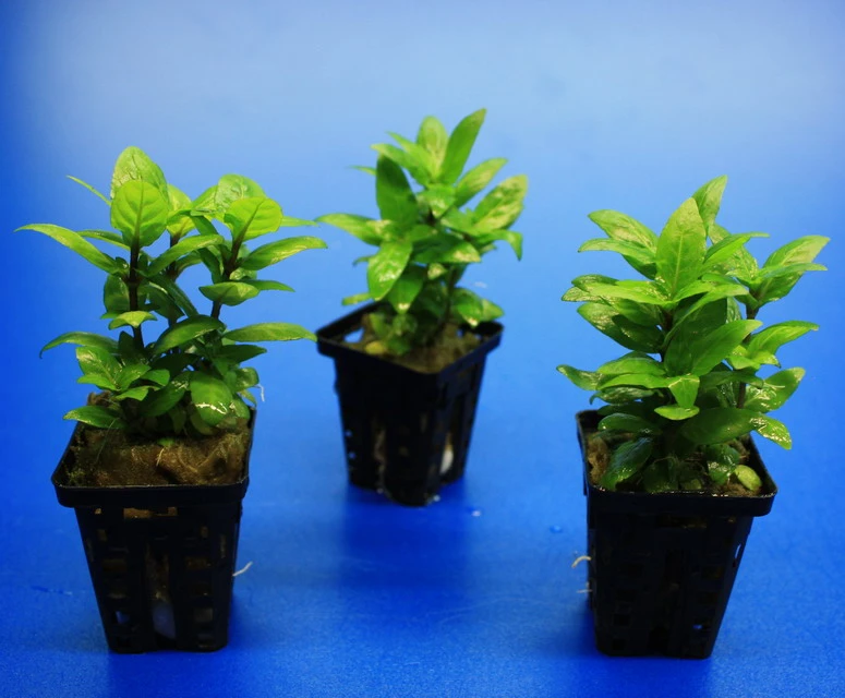 Kriechende Staurogyne / Staurogyne spec. Rio Cristalino *NEUHEIT* Kriechende Staurogyne / Staurogyne Spec. Rio Cristalino *NEUHEIT* -Wfw Wasserflora T049G T 1 3