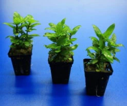 Kriechende Staurogyne / Staurogyne Spec. Rio Cristalino *NEUHEIT* 5 Kriechende Staurogyne / Staurogyne Spec. Rio Cristalino *NEUHEIT* -Wfw Wasserflora T049G T 1 4